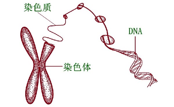 贵州供卵试管 2023
贵州三代试管包生男孩价格由什么决定? ‘25周四维女宝翻盘