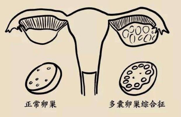 上海供卵试管群 上海试管婴儿医院推荐: ‘营口伊人26周四维看男女准么’