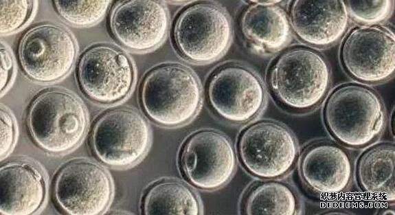 孕早期饥饿感明显有可能胎停？勿信谣传！