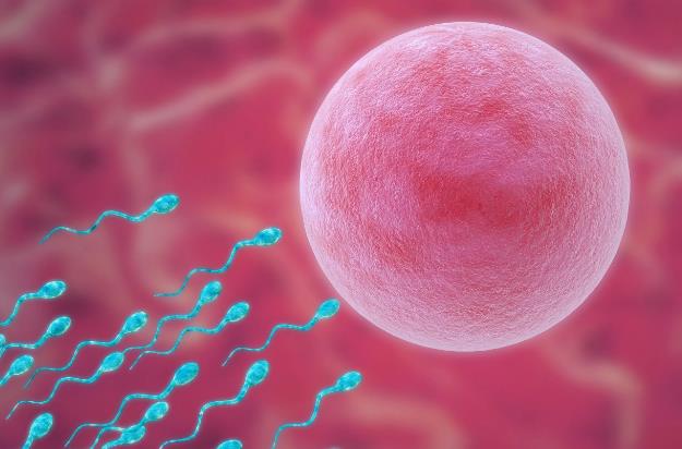 西安供卵试管 西安第四医院能做几代试管婴儿？试管成功率高不高？ ‘怀孕女儿特征’