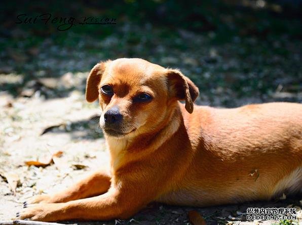 试管婴儿怎么做男孩,试管婴儿怎么做男孩几率高