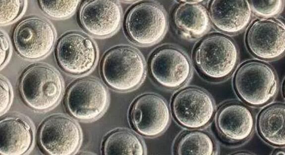 试管 供卵 深圳 深圳北大试管成功率做试管婴儿成功的概率大不大？ ‘孕10周b超可以看男女吗’