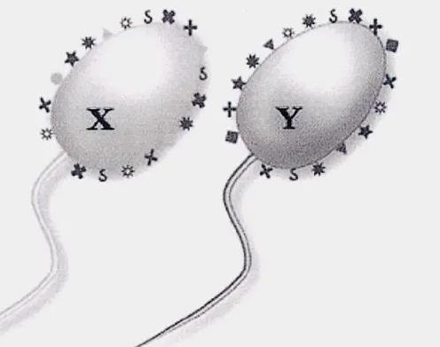 深圳供卵试管中心 深圳武警医院试管地址具体在哪里？ ‘做彩超宝宝下面尖的是男孩还是女孩’