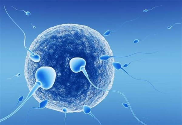 上海红房子妇产科医院电话 上海三代试管医院哪家好? ‘四维hr160次/分是男是女’