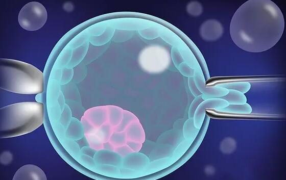 地贫第三代试管婴儿成功率有多高