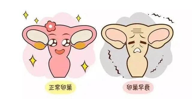 大同供卵试管 2023年大同市第三人民医院试管婴儿成功率高吗? ‘彩超看见两腿中间有圆圆鼓包没有尖尖是女宝男宝’