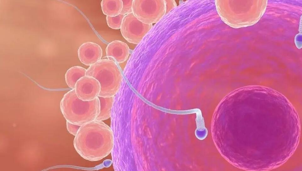 杭州试管供卵 杭州试管婴儿成功率如何 ‘三个月怀男孩彩超图片’