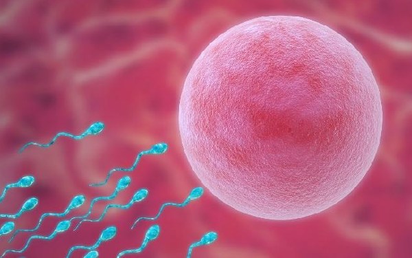 郑州试管补贴 2023郑州大学第一附属医院试管婴儿成功率一览，附2023助孕成功率预估表 ‘怎样通过三维彩超报告看是男是女’