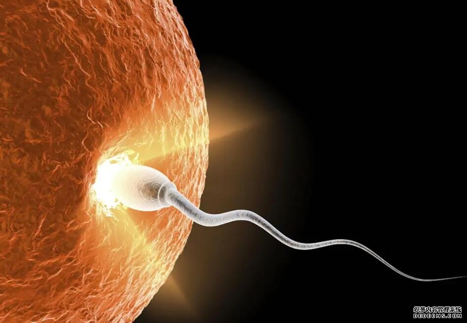 2023萍乡借卵试管医院排名公布！附各大医院卵源等待时间