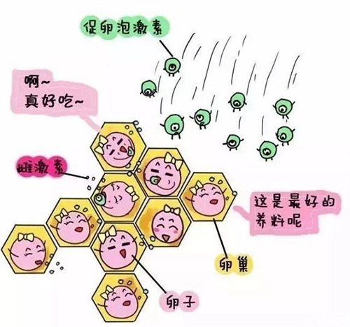 试管长方案和短方案的花费对比！哪个促排方案所需的费用更高