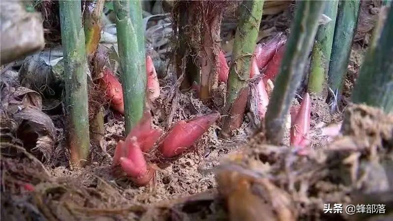 谷雨时节，如何给宝宝养生和调理身体？