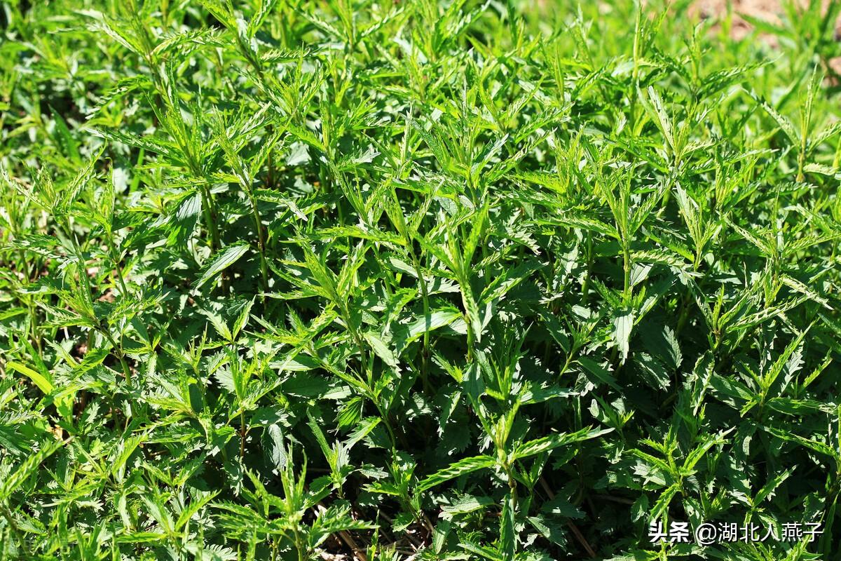 宝宝长不高？大揭秘！