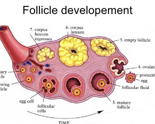孕酮低了会怎样？原因和改善方法都在这