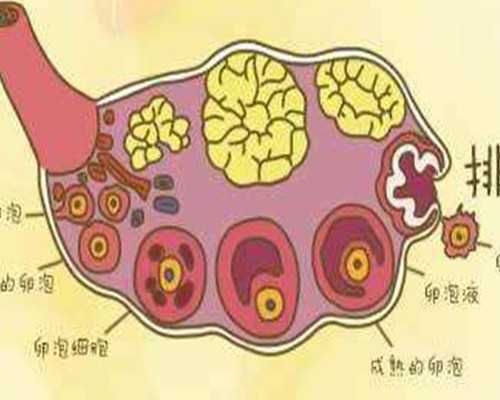 二级胚胎和试管成功率，你需要知道这些