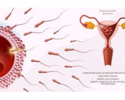 少精弱精做试管，成功率和费用怎么算？