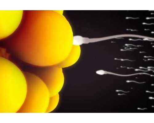 男性输精管堵塞怎么办？能自己好吗？