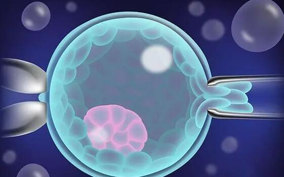 预算有限也能提高供卵试管单次成功率？高性价比方案揭秘