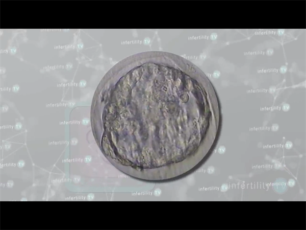 上海供卵试管机构怎么??？5大核心指标帮你避开“隐形坑”