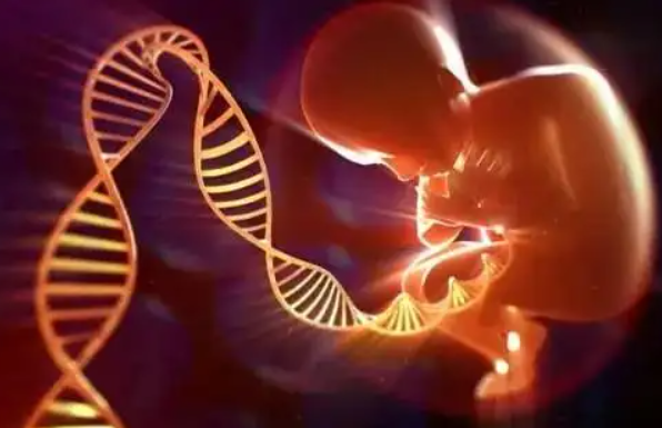 卵巢早衰借卵生子：孩子会遗传供卵者的长相吗？
