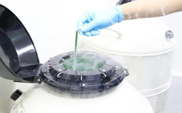 揭秘试管移植胚胎全程：每一步都是关键，麻药需求你真的懂吗？